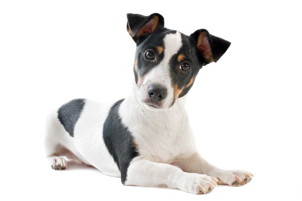 jack-russel-terrier