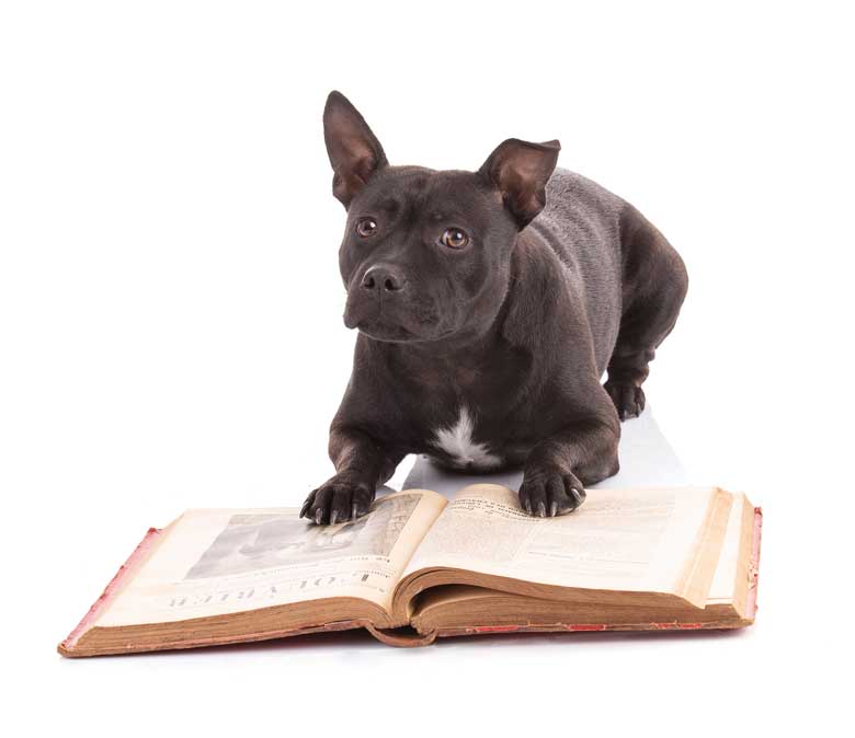 staffordshire-terrier-leyendo